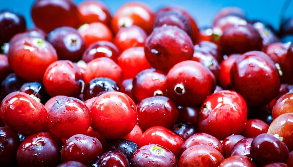 Cranberry fresca usada para prevenção de infecção urinária